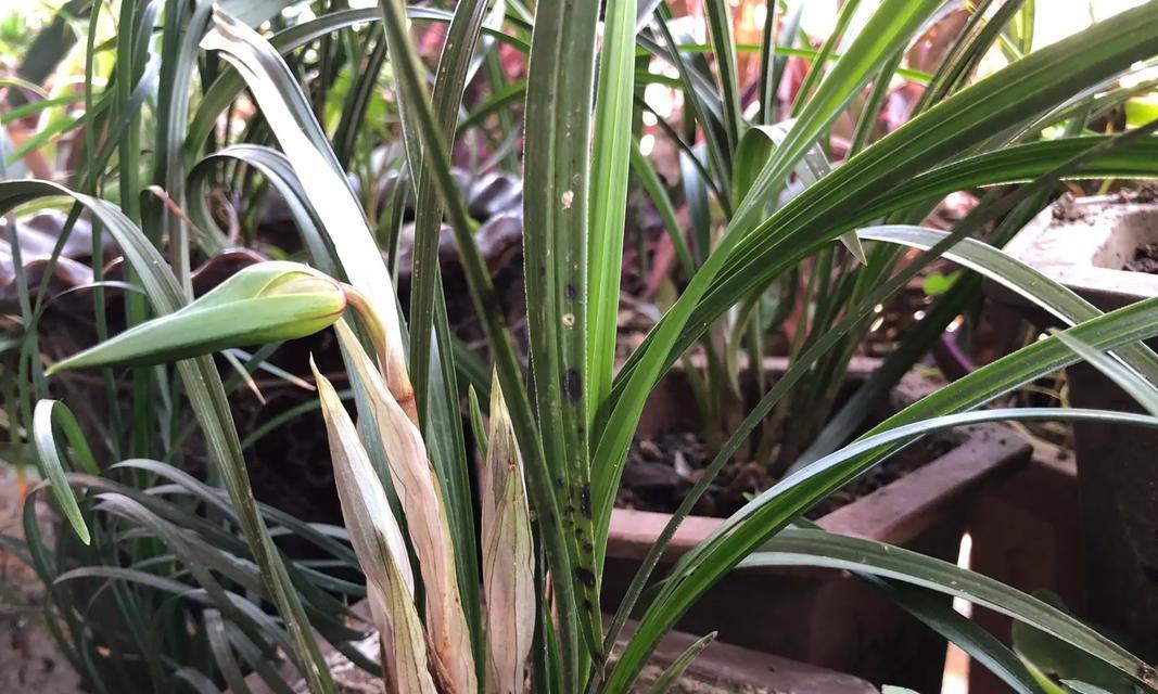鹤望兰的花语在不同文化中有差异吗？鹤望兰花语的文化差异是什么？