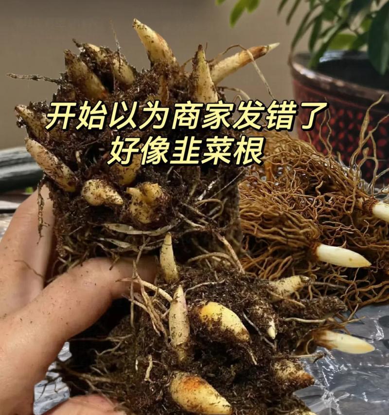 铃兰花语的最简单写法是什么？它如何简洁表达情感？