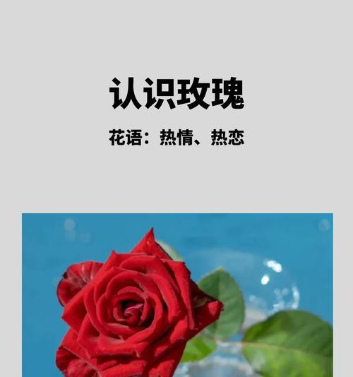 带辣的红玫瑰代表什么？花语中隐藏着怎样的情感？