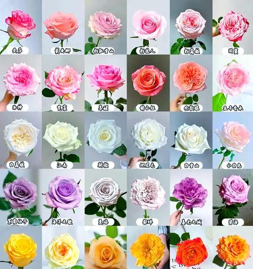 带辣的红玫瑰代表什么？花语中隐藏着怎样的情感？