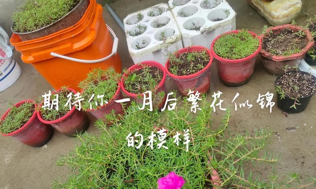 那年未见的花，它的花语有何深意？