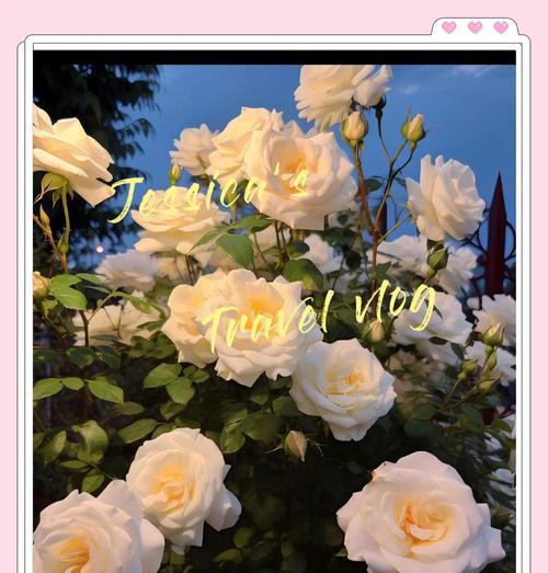 白玫瑰在恋爱中的花语是什么？花语中传递的爱意是什么？