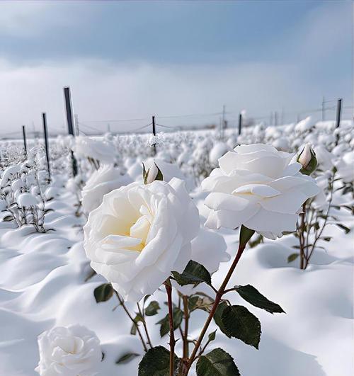 白玫瑰在恋爱中的花语是什么？花语中传递的爱意是什么？