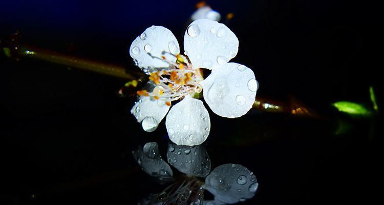 满天洪水的花语有何寓意？它象征着什么？