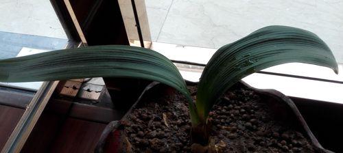 小饼干植物花语是什么？这种植物的名字有何特别含义？
