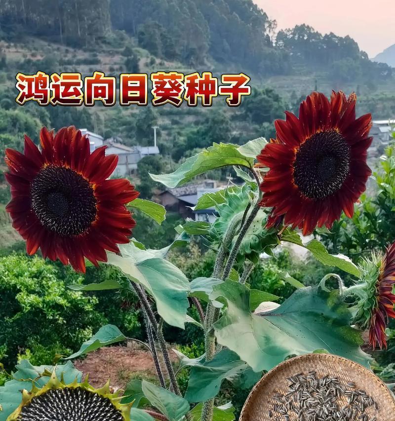向日葵的花语有哪些含义？它的好朋友是谁？