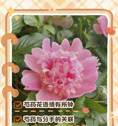 爱藏在心底花语里有何深意？