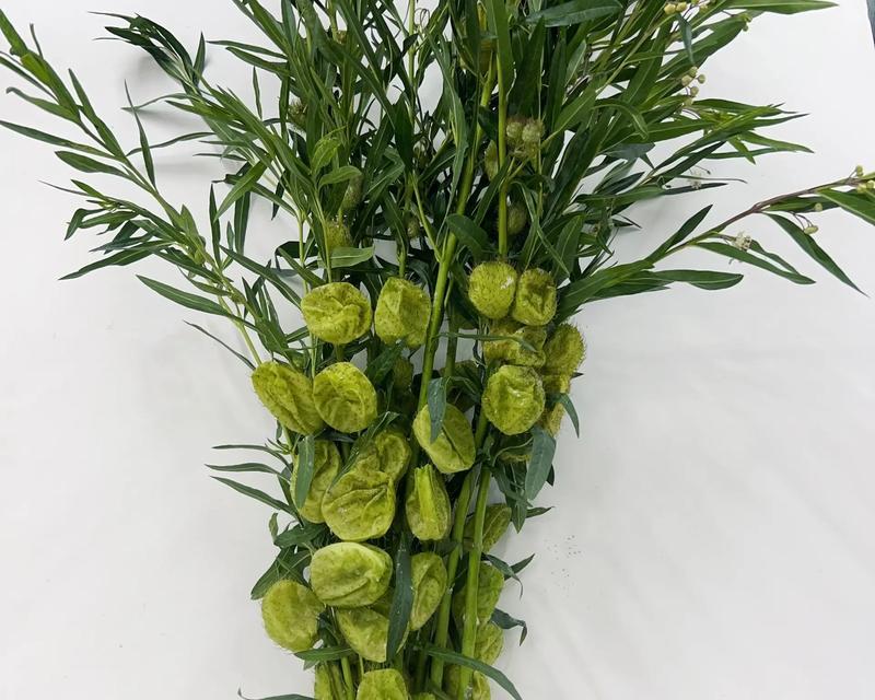 7颗棒棒糖花束代表什么？花语中隐藏的含义是什么？