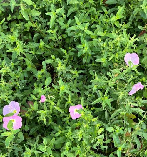 月见草花的花语有何深意？月见草花象征着什么？
