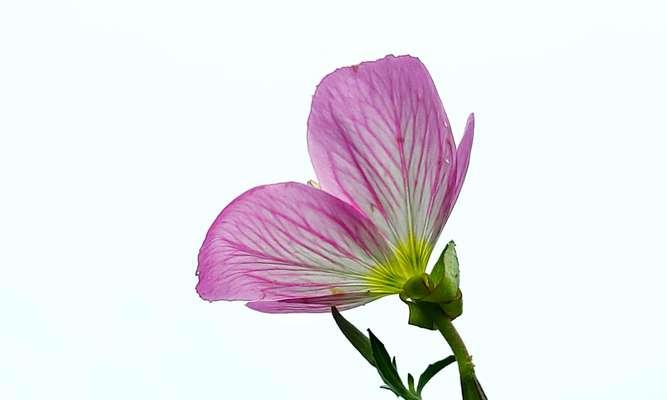 月见草花的花语有何深意？月见草花象征着什么？
