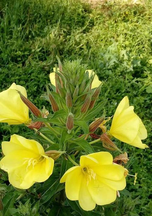月见草花的花语有何深意？月见草花象征着什么？