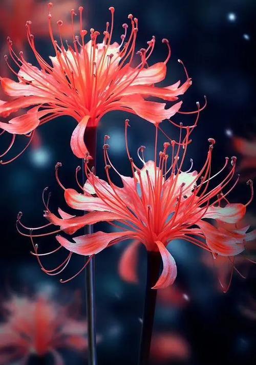 彼岸花的花语有何深意？它象征着什么？