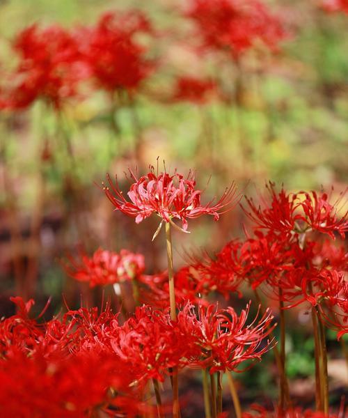 彼岸花的花语有何深意？它象征着什么？