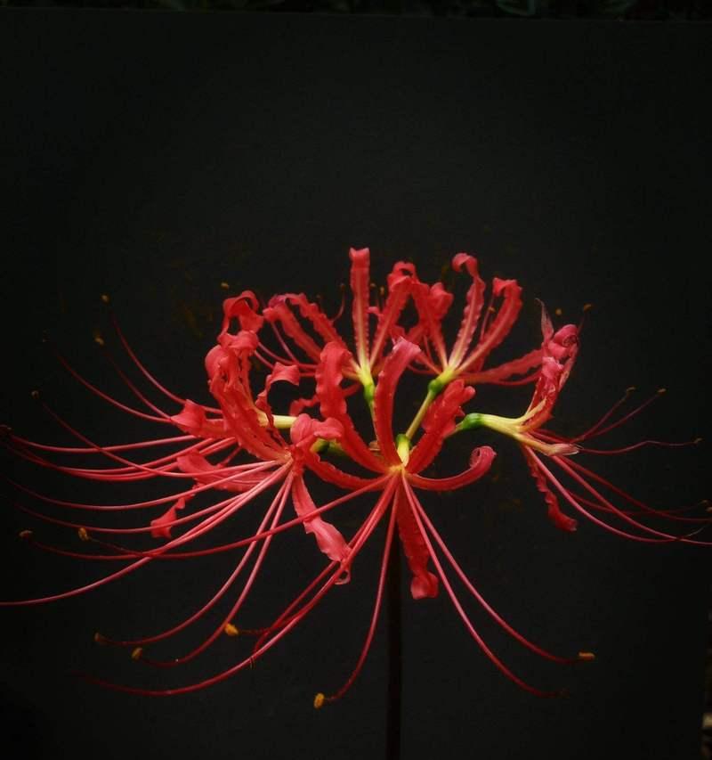 彼岸花的花语有何深意？它象征着什么？
