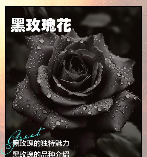 红色与黑色玫瑰组合的花语是什么？它传递了什么信息？