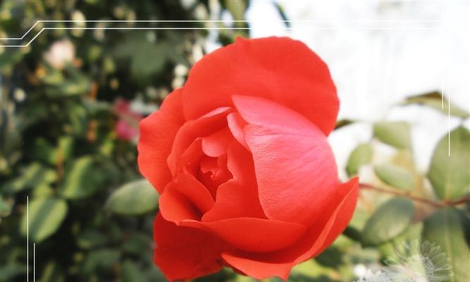月季花的花语有哪些？它象征着什么意义？