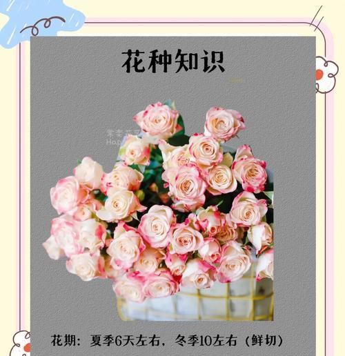 苞头玫瑰的花语有哪些寓意？