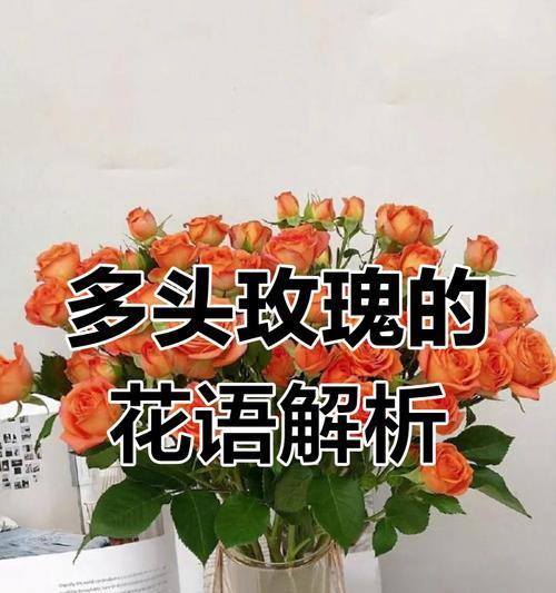 苞头玫瑰的花语有哪些寓意？