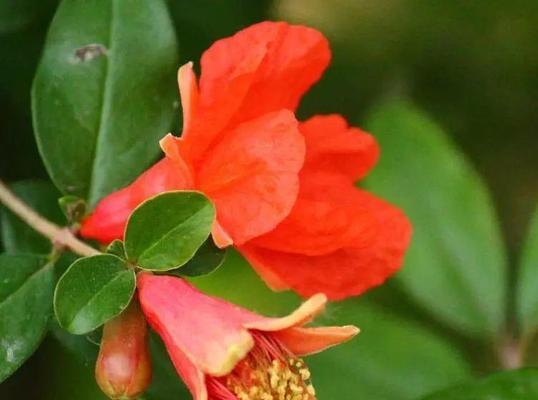 石榴的简单花语是什么呢？石榴花传递了哪些信息？
