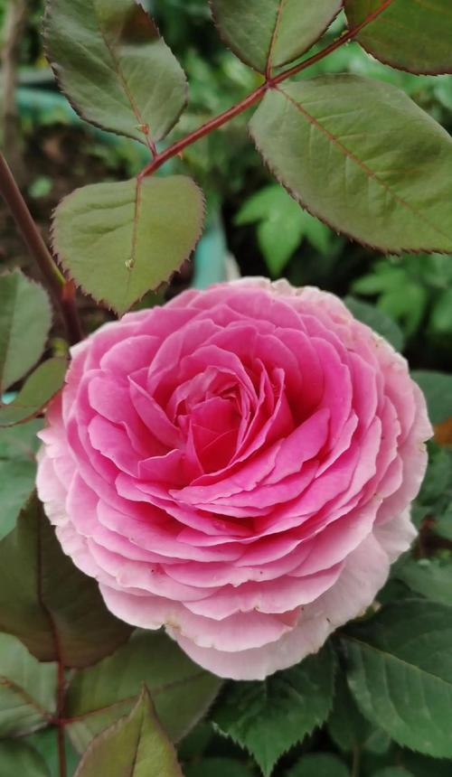 辉煌花语的花语有何深意？它象征着什么？