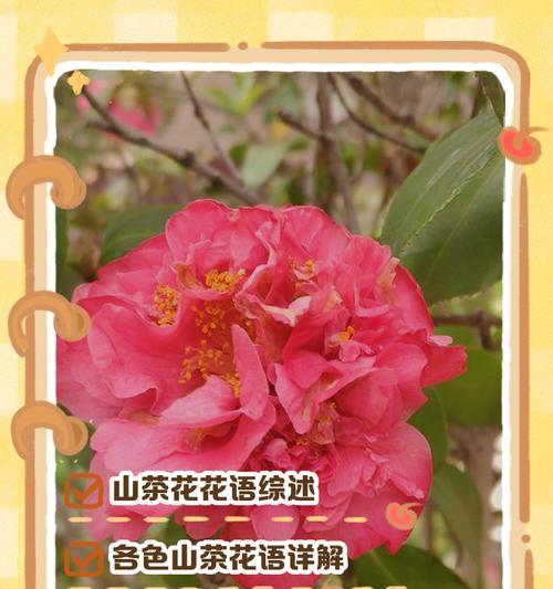 辉煌花语的花语有何深意？它象征着什么？