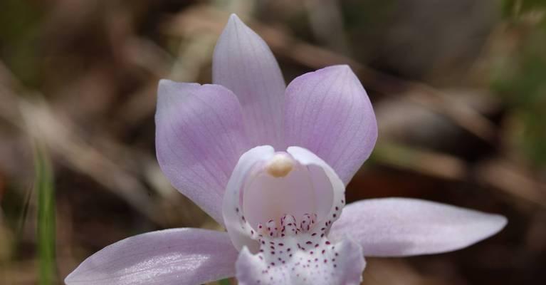 独花兰的寓意是什么？独花兰花语有何特别之处？