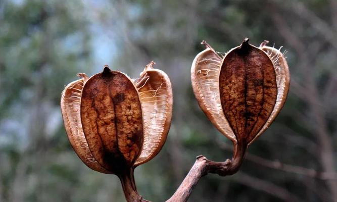 独花兰的寓意是什么？独花兰花语有何特别之处？
