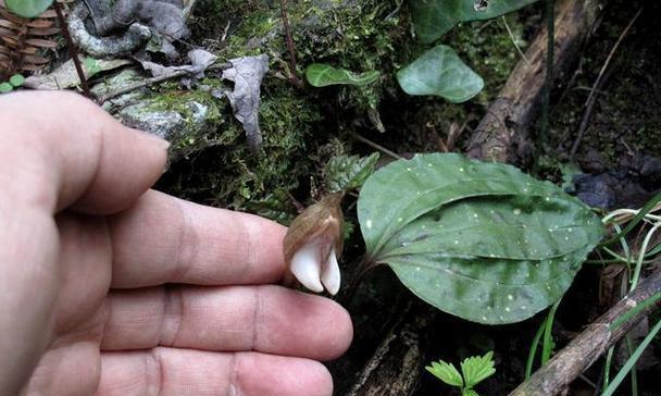 独花兰的寓意是什么？独花兰花语有何特别之处？