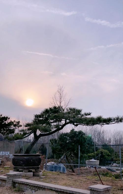 冰兰茉莉的花语是什么？冰兰茉莉在花语中代表了什么？