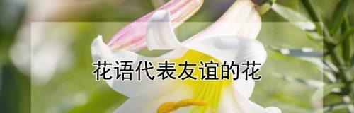 芬兰花语代表的花是什么？花语有何深意？