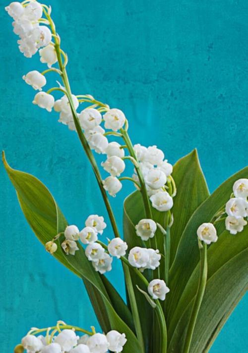 芬兰花语代表的花是什么？花语有何深意？