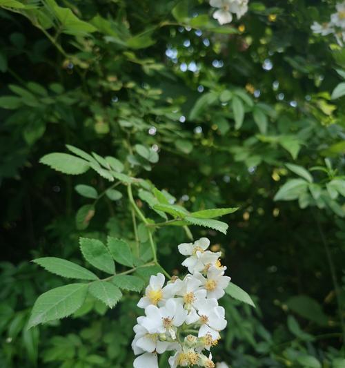 青黛花语在网络用语中代表什么？花语的含义是什么？