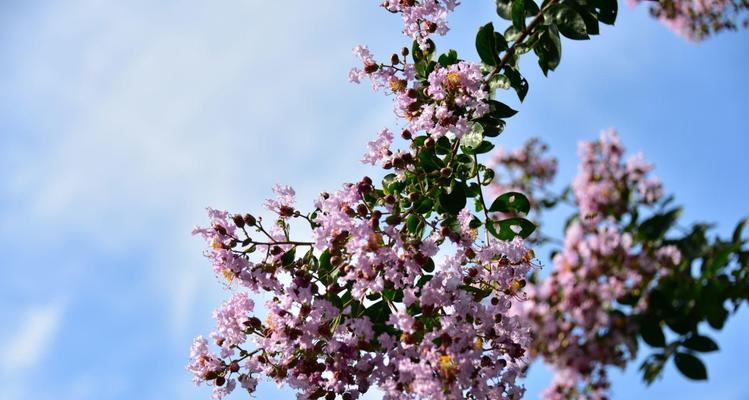 青黛花语在网络用语中代表什么？花语的含义是什么？