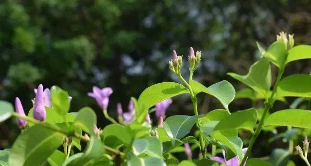 桉叶藤花的花语与寓意是什么？桉叶藤花有何寓意？