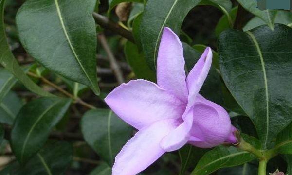 桉叶藤花的花语与寓意是什么？桉叶藤花有何寓意？