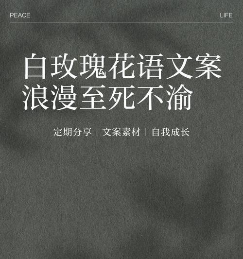 大白玫瑰的花语有何特殊含义？代表什么情感？
