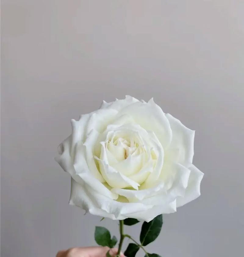 大白玫瑰的花语有何特殊含义？代表什么情感？