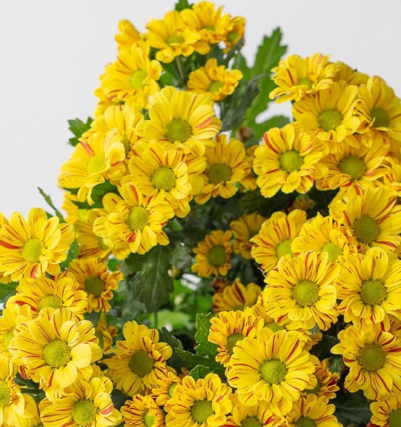 雏菊点缀的花语有何含义？雏菊在花艺中扮演什么角色？