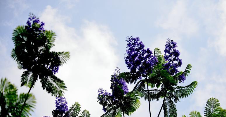 蓝花楹的花语有哪些特别之处？