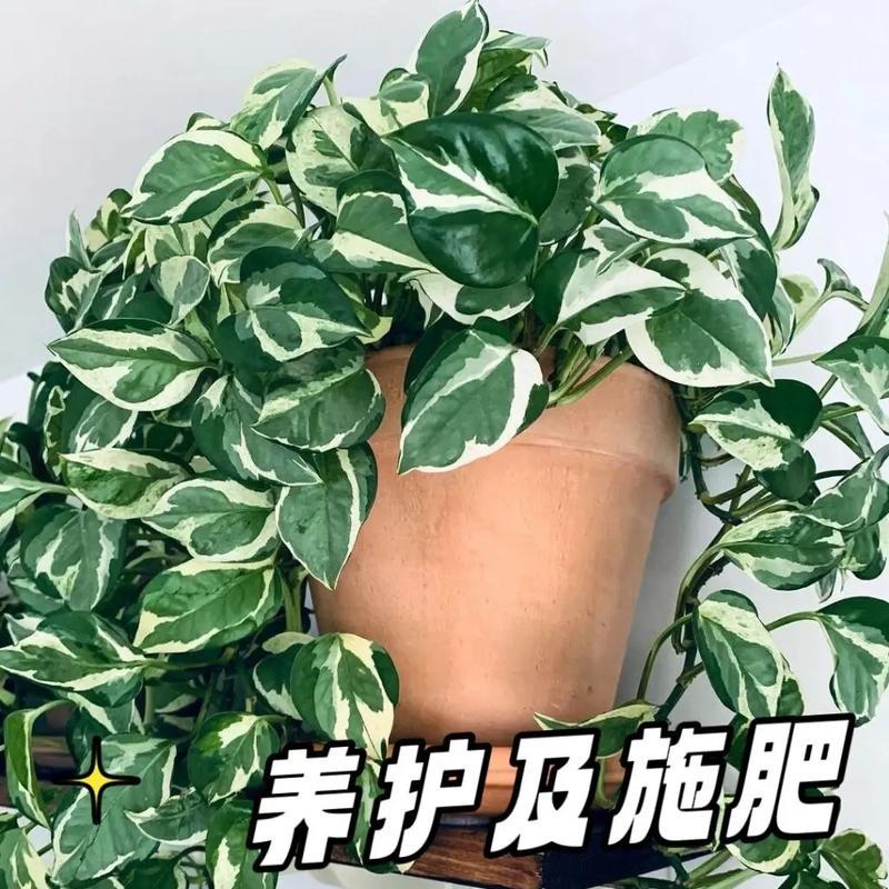 绿罗花语有哪些？绿罗花的诗句有哪些？