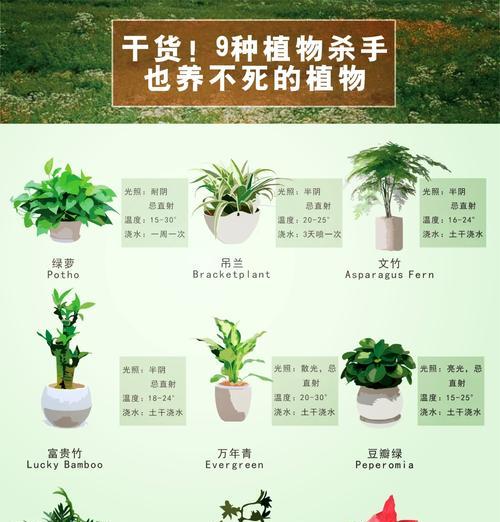 绿罗花语有哪些？绿罗花的诗句有哪些？