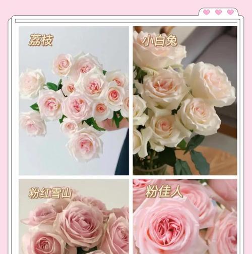 前任送的赠品玫瑰花有何含义？它在花语中代表什么？