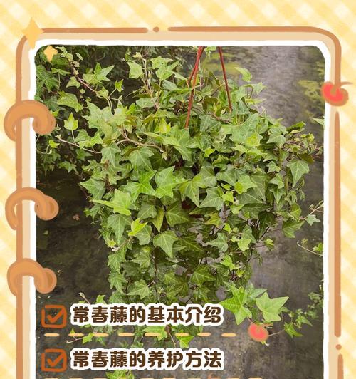 浅爱许倩的花语有何深意？