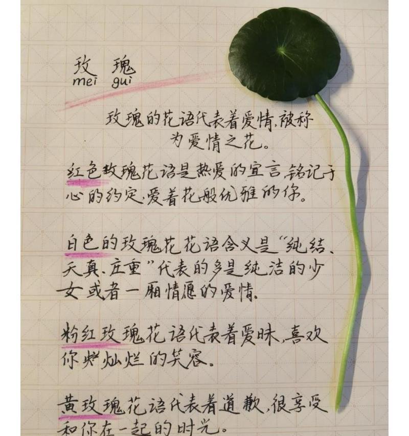 从小的玫瑰花语有何特别之处？它代表了什么意义？