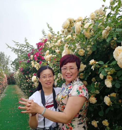 三颗松树与玫瑰花语有何关联？代表了什么意义？
