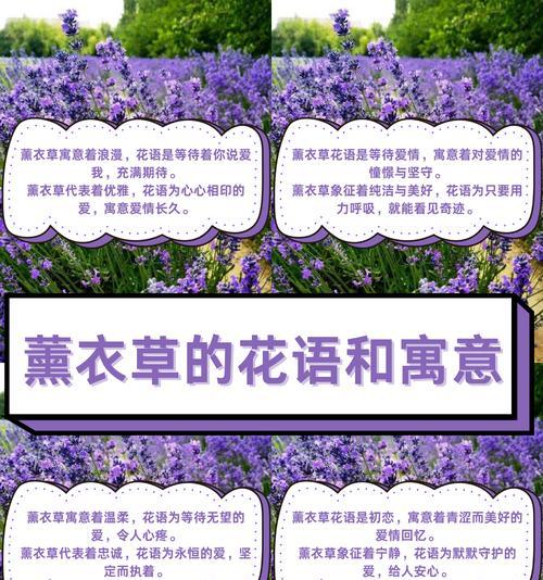热烈的初恋花语有哪些？初恋的花语如何表达热烈的情感？