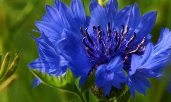矢车菊的花语在动漫中代表了什么？这种花在故事里有何寓意？