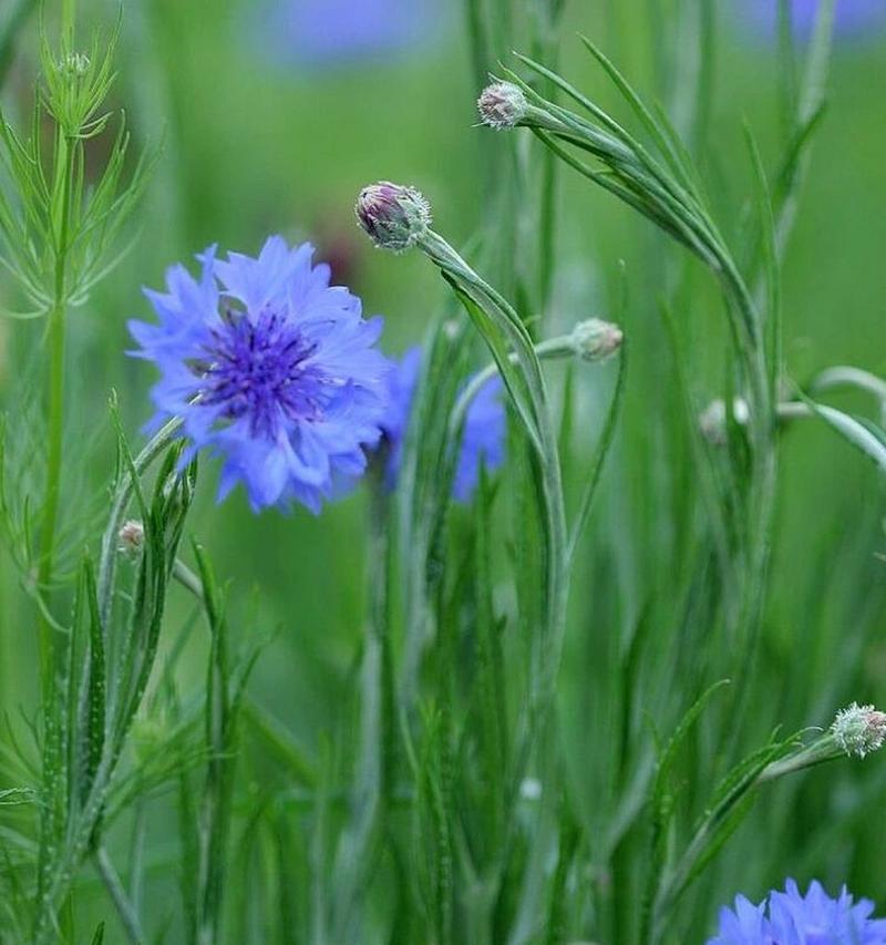 矢车菊的花语在动漫中代表了什么？这种花在故事里有何寓意？