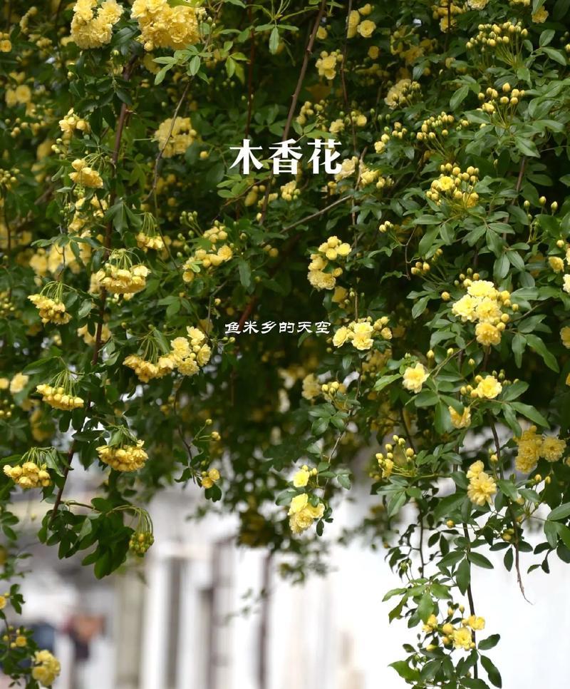 哪种花具有定情的花语？它象征着什么？