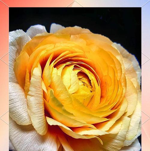 洋牡丹花的花语有哪些？它象征着什么？